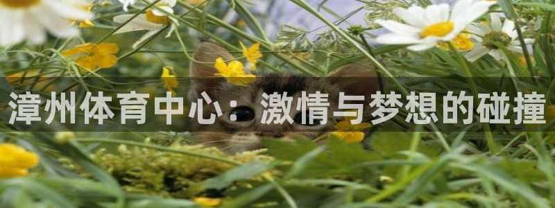 意昂4科技：漳州体育中心：激情与梦想的碰撞