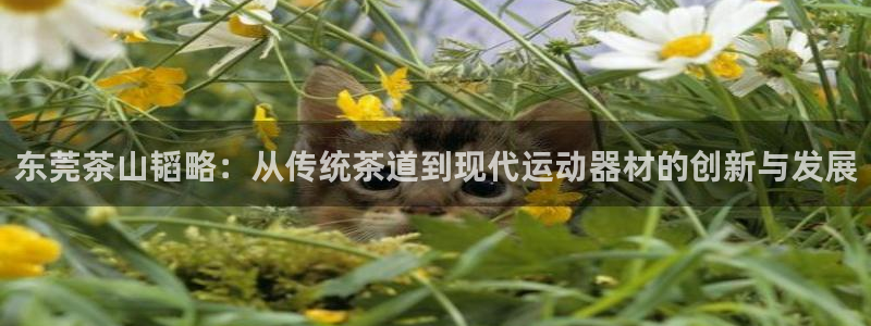 意昂体育4招商电话号码查询：东莞茶山韬略：从传统茶道到现代运