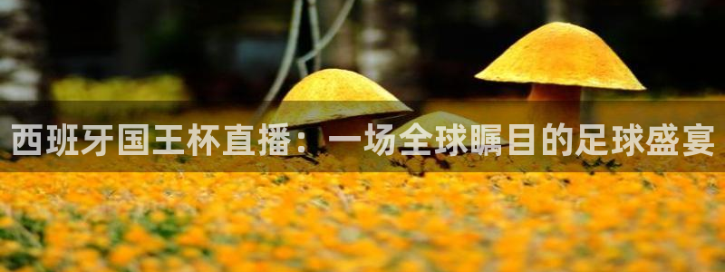 nba直播黑白直播