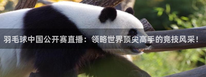 黑白直播nba直播：羽毛球中国公开赛直播：领略世界顶尖高手的竞技风采！
