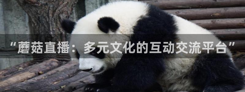 黑白直播足球直播免费观看：“蘑菇直播：多元文化的互动交流平台”